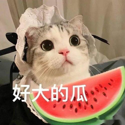 娱乐吃瓜宠物小说,娱乐圈宠物的甜蜜日常