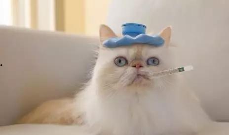 娱乐吃瓜菌猫猫,揭秘娱乐圈那些不为人知的幕后故事